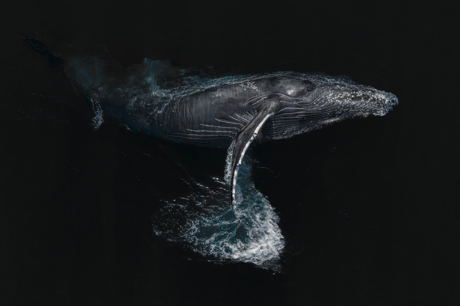 Portrait of a Whale - Image 9