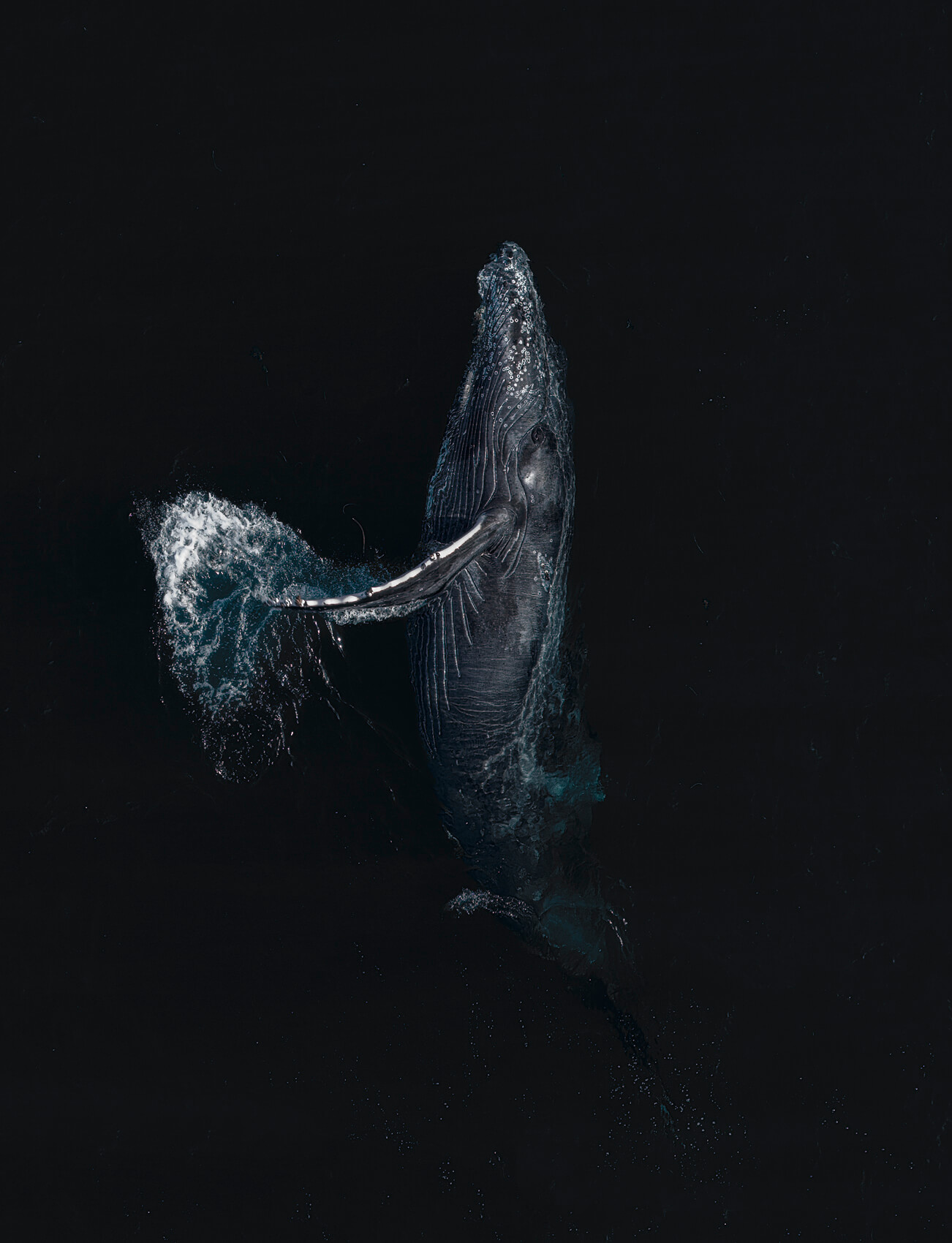 Portrait of a Whale - Image 2