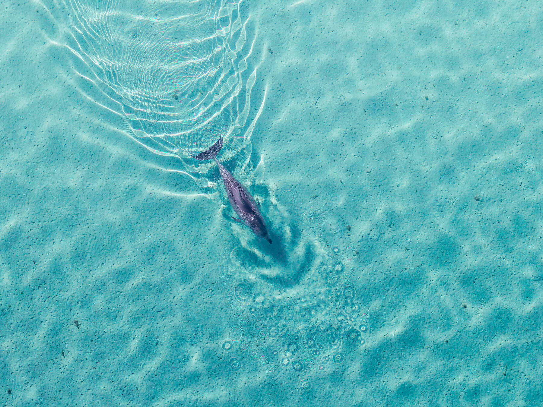 Harry - Image 4