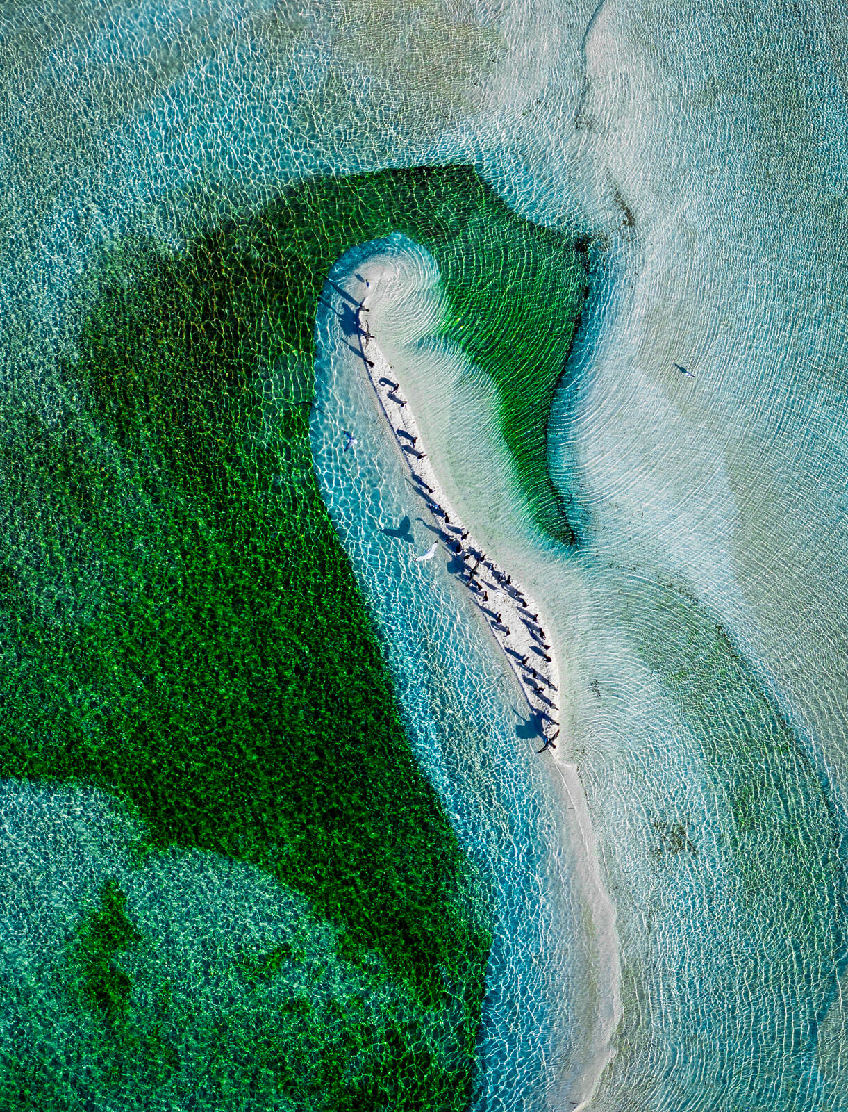 Seahorse - Image 6