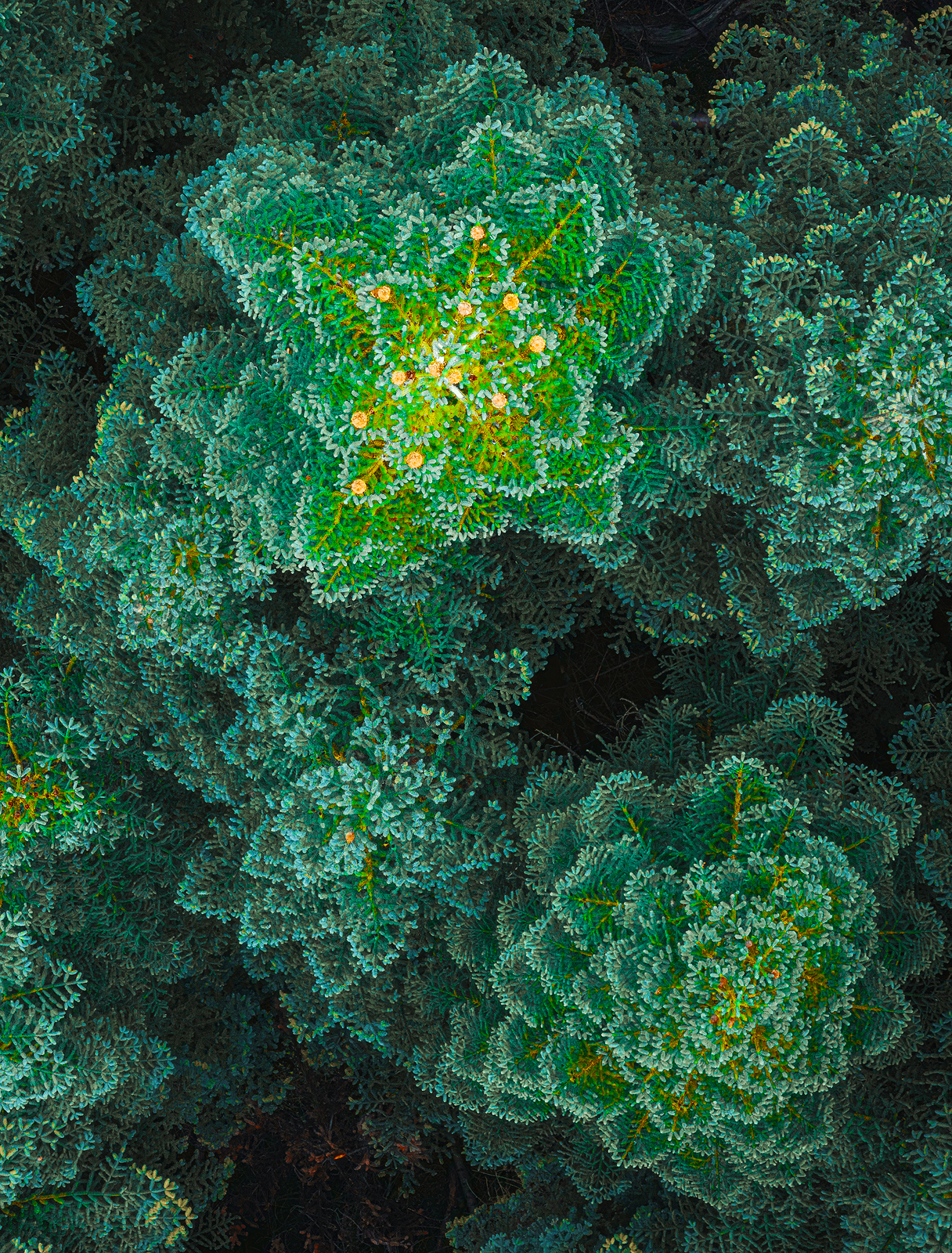 Fractal - Image 2
