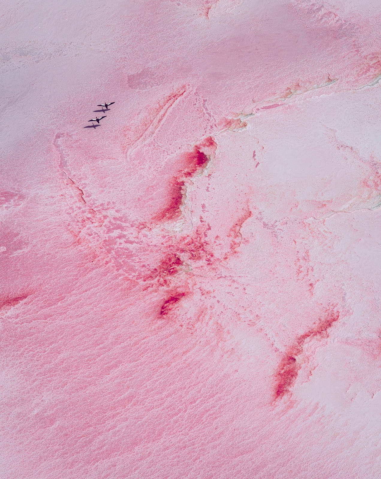 Pink Swans - Image 7