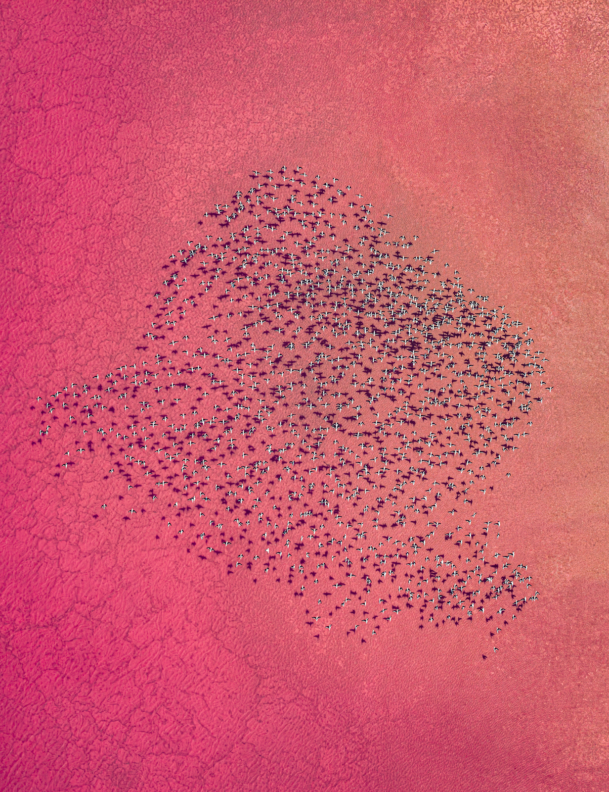 Flight - Image 6