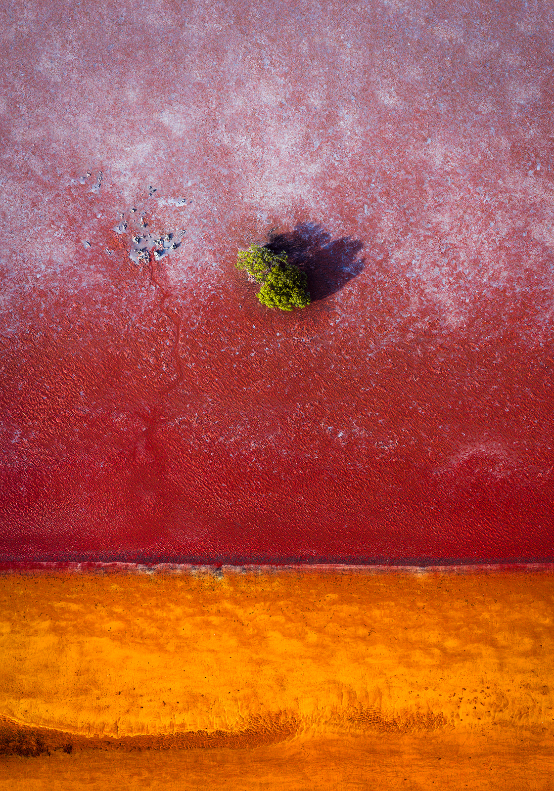 Roebuck - Image 7