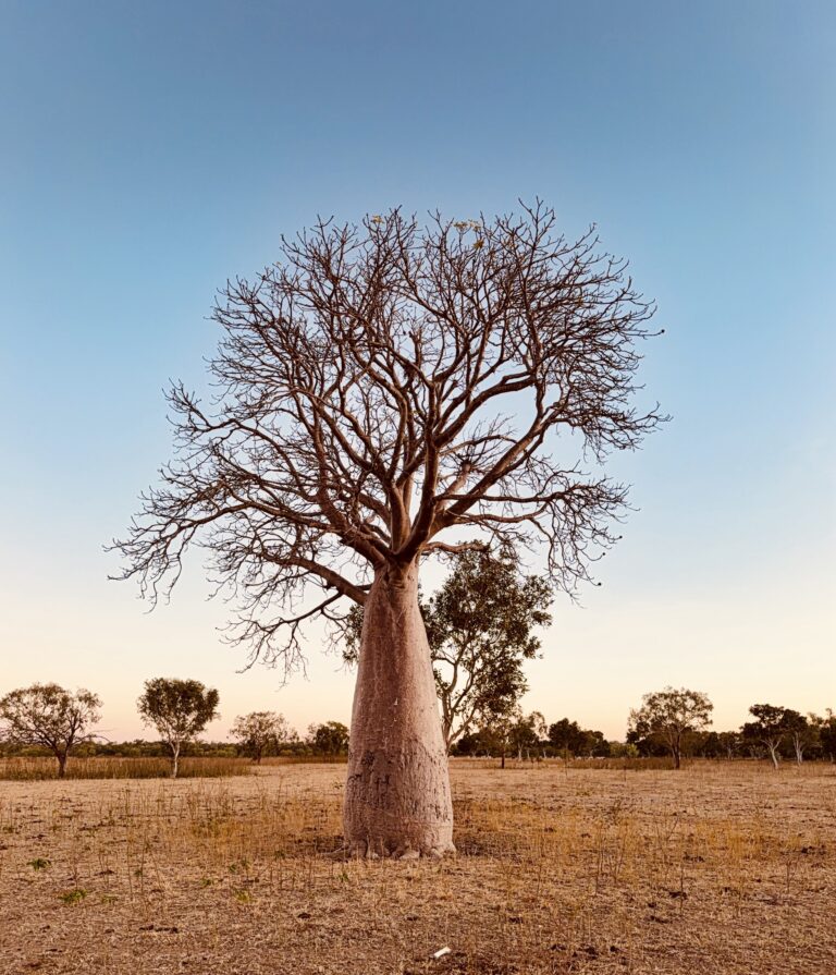 A lone boab tree on a dry plain at dusk