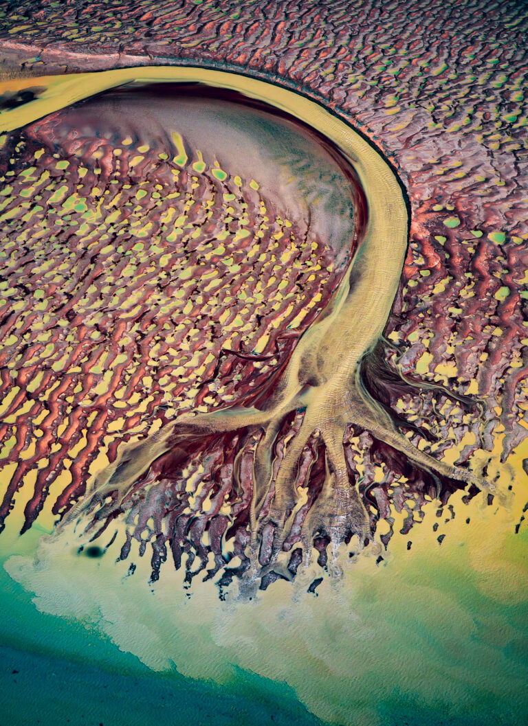 Tidal Tree, aerial photograph by Scott Jon